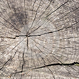 Square wooden texture of rough old round cut down oak tree with cracks and annual rings