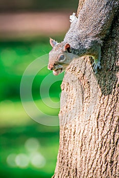 Squarel in park