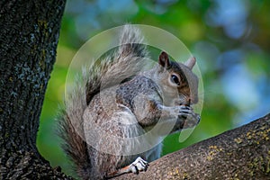 Squarel in park