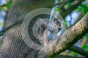 Squarel in park