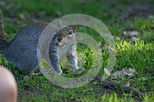 Squarel in park