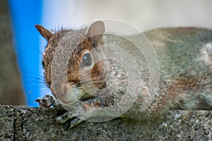 Squarel in park