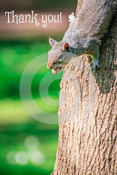 Squarel on tree