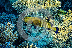 Squaretail coralgrouper