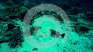 Squaretail coralgrouper Plectropomus areolatus in coral of Red sea Sudan