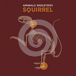 Squarrel Animals Skeletons