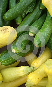 Squash