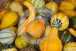 Squash in a bucket