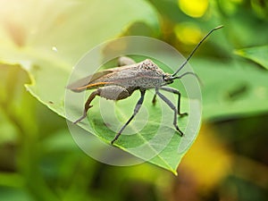 squash bug on the green leaves