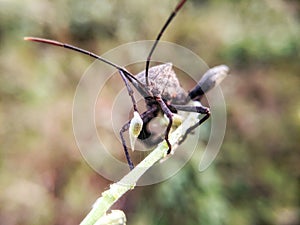 a squash bug that carries flower buds on its forelegs