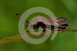 Squash bug Coreus marginatus