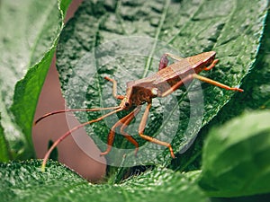 Squash bug Coreus marginatus