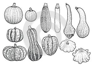 Squash collection illustration, drawing, engraving, ink, line art, vector