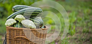 squash, Cucurbita pepo and zucchini in a basket in the garden