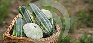 squash, Cucurbita pepo and zucchini in a basket in the garden