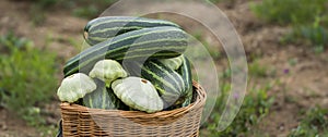 squash, Cucurbita pepo and zucchini in a basket in the garden