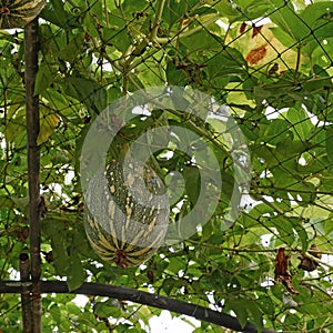 Squash cushaw pumpkin or cucurbita mixta on tree