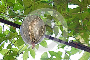 Squash cushaw pumpkin or cucurbita mixta on tree