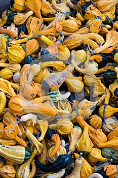 Squash at Detering Farm in Eugene Oregon photo