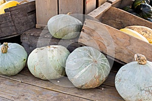 Squash at Detering Farm in Eugene Oregon photo