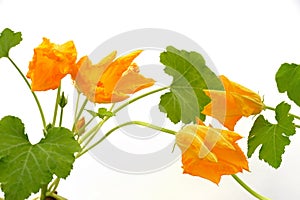 Squash flower and leaves isolated on white