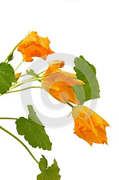 Squash flower and leaves isolated on white