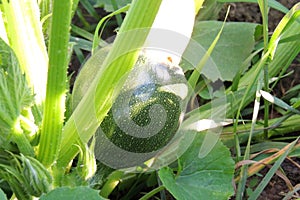 Squash in the garden