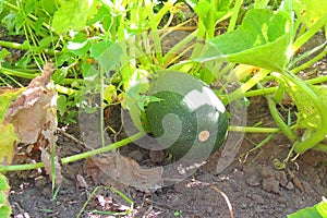 Squash in the garden