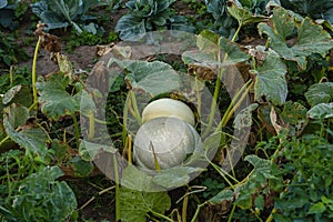 Squash growing in the kitchen garden