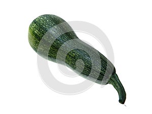 Squash isolated on white background