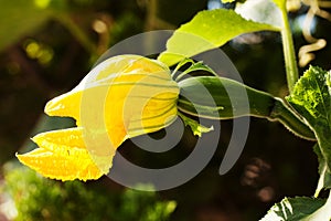 Squash leaves and flower