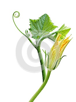 Squash leaves and flower