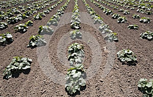 Squash plants in rows in a farm field