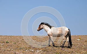 Squash Red Roan Wild Horse Mustang Stallion on Sykes Ridge in the Pryor Mountains Wild Horse Range on the border of Wyoming in the