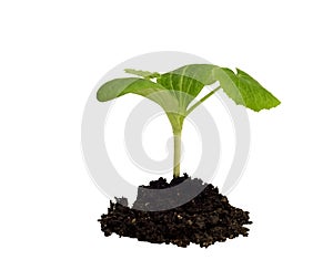 Squash seedling in dirt on white