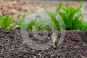Squash seedling germination, emerging out of soil in a garden, with the seed still attached to the first leaves of the gourd plant