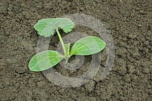 Squash seedling planted in the ground