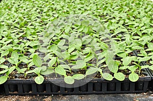 Squash seedlings