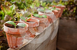 Squash seedlings