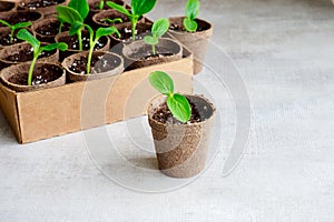 Squash seedlings growing in a pot.