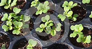 Squash seedlings