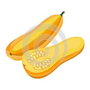 Squash vector.Fresh squash illustration