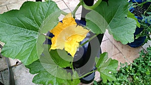 Squash Vine  blossom