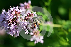 Squash Vine Borer Moth
