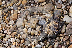 Squashed turtle hatchling