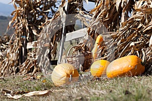Squashes and dried corn stalks