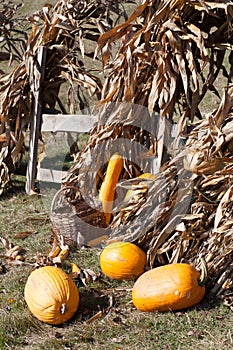 Squashes and dried corn stalks