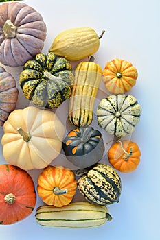 Squashes and pumpkins