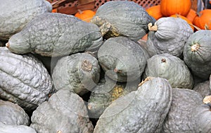 Squashs in a market, Montreal, Quebec, Canada