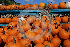 Squashs in a market, Montreal, Quebec, Canada